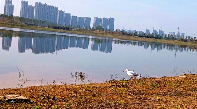 打造水生態(tài)城市，讓周口更宜居