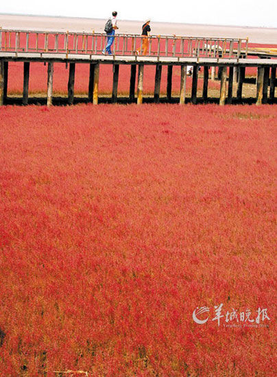 遼寧盤錦紅海灘，面積達9萬畝