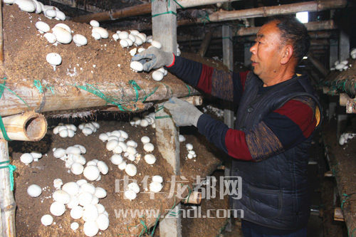 周口項城：食用菌種植基地內(nèi)，工人正在查看雙孢菇長勢